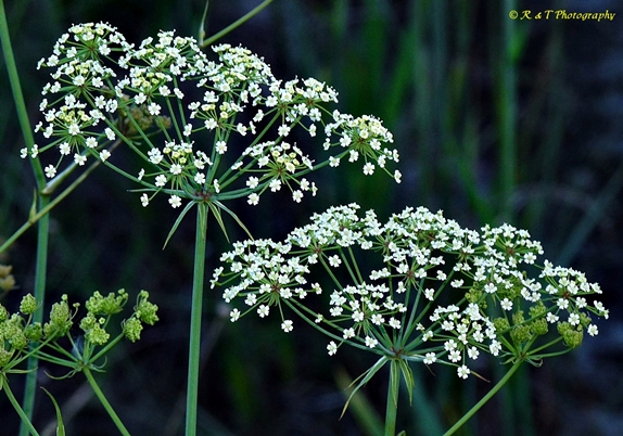 {Tiedemannia filiformis}